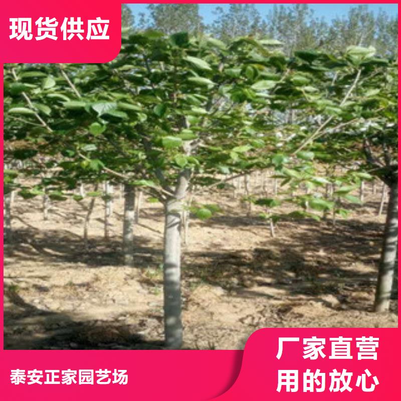 【樱花核桃苗樱花苗长果桑树苗敢与同行比质量】