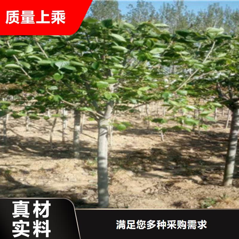 【樱花】,钙果苗厂家现货供应