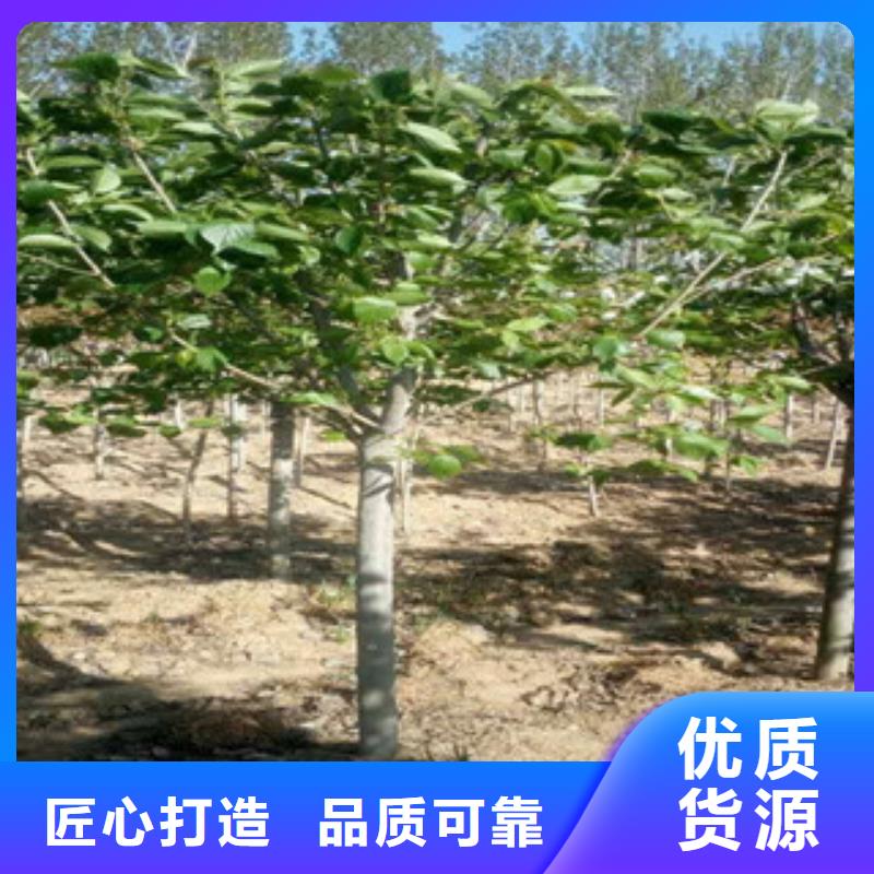 【樱花】樱桃苗好产品价格低