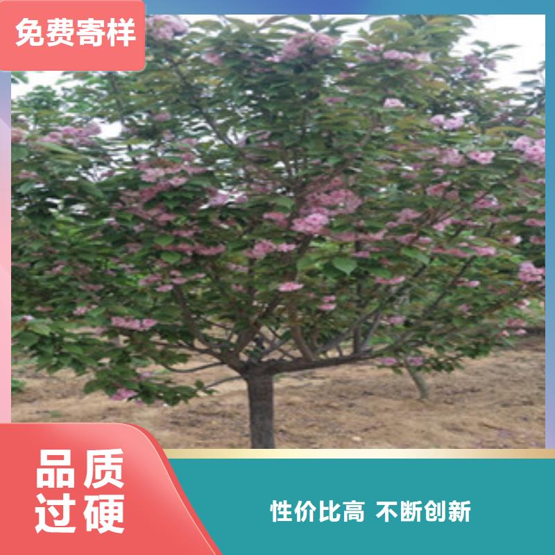 【樱花核桃苗樱花苗长果桑树苗敢与同行比质量】