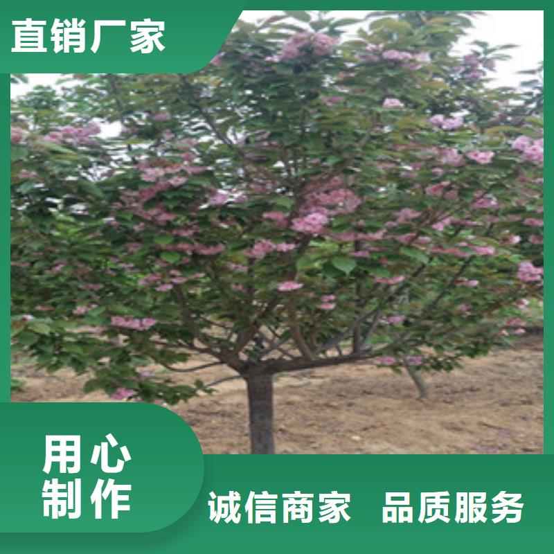 【樱花】,钙果苗厂家现货供应