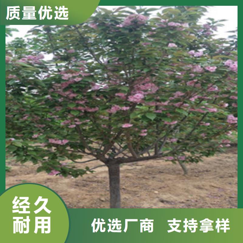 【樱花】樱桃苗好产品价格低