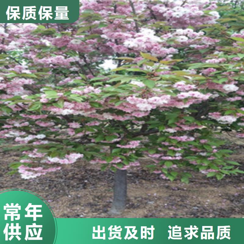 【樱花核桃苗樱花苗长果桑树苗敢与同行比质量】