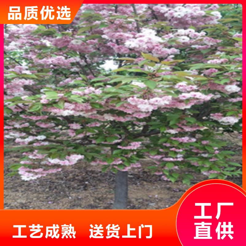 【樱花核桃苗樱花苗长果桑树苗敢与同行比质量】