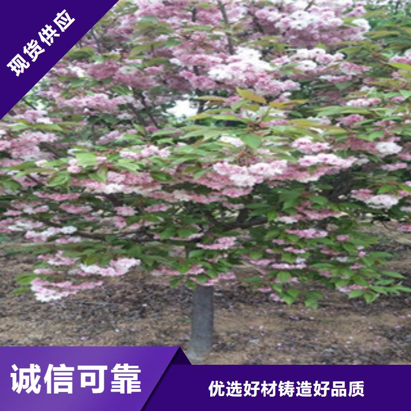【樱花】樱桃苗好产品价格低