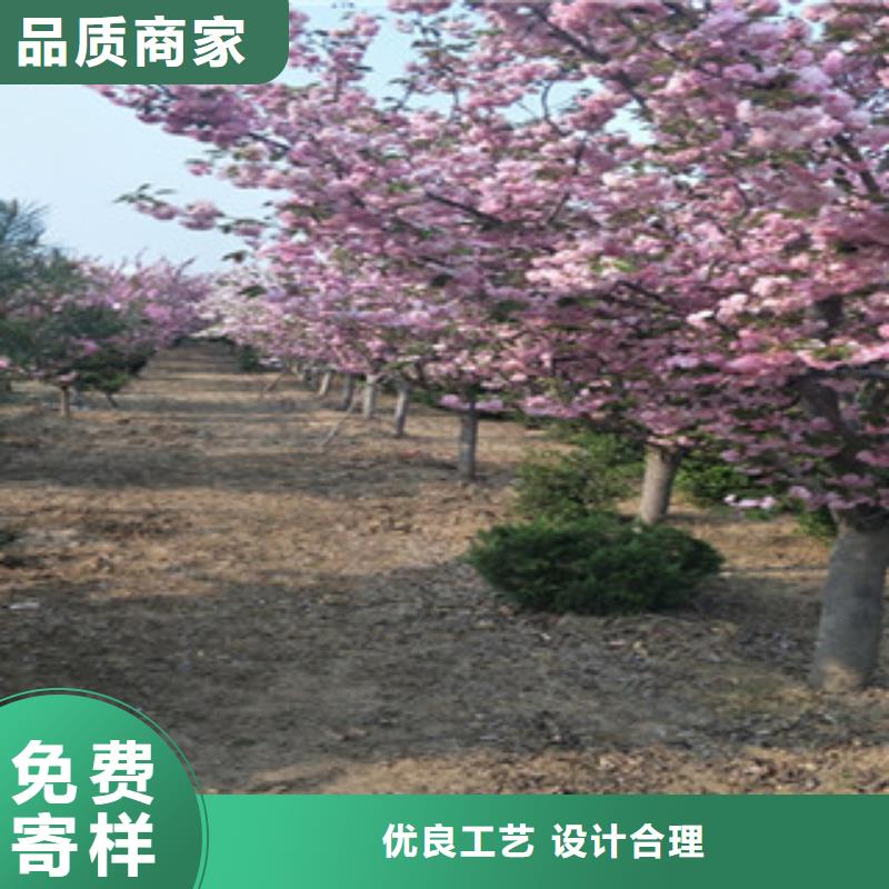 【樱花】,钙果苗厂家现货供应