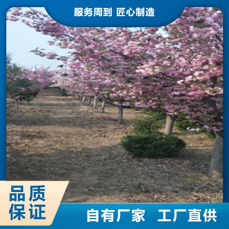【樱花-树莓苗品质优选】