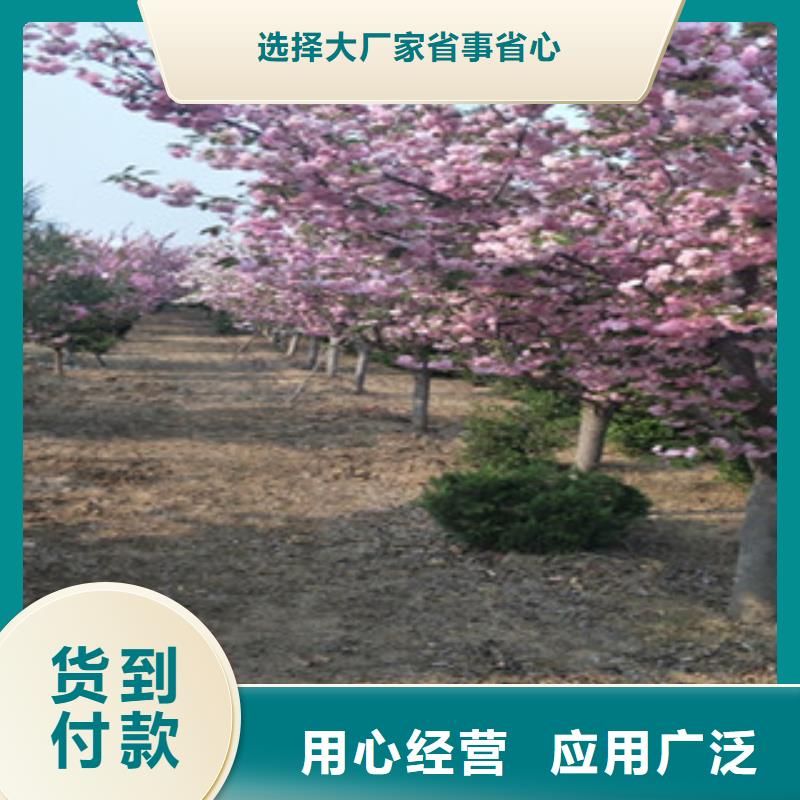 【樱花核桃苗樱花苗长果桑树苗敢与同行比质量】