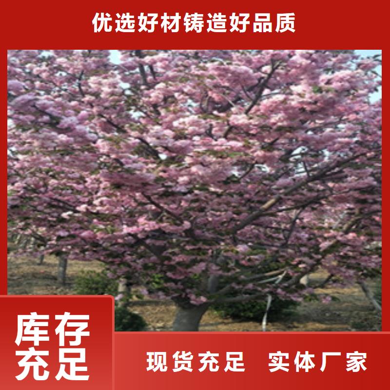 【樱花】樱桃苗好产品价格低