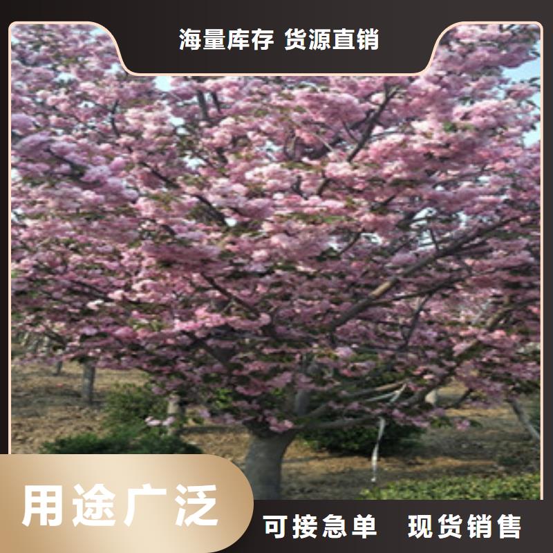 【樱花核桃苗樱花苗长果桑树苗敢与同行比质量】