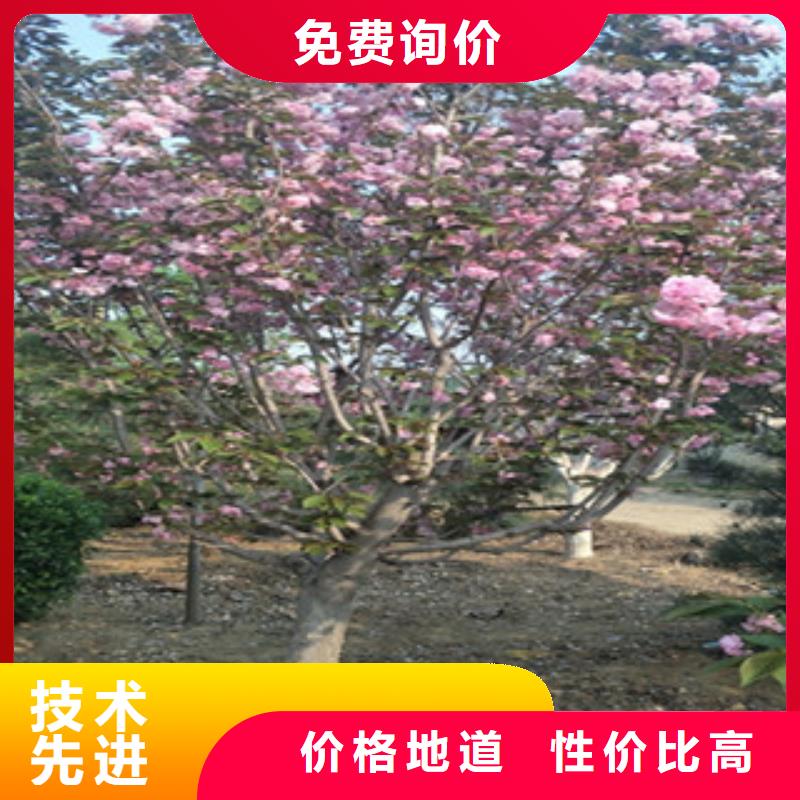 【樱花】樱桃苗好产品价格低