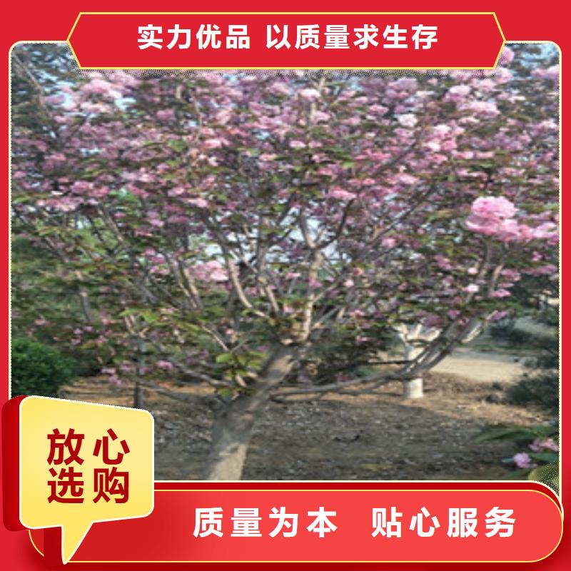 【樱花】,钙果苗厂家现货供应