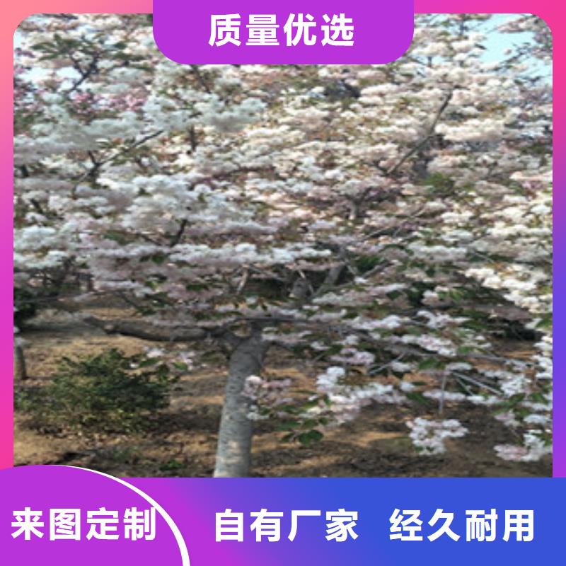 【樱花】,钙果苗厂家现货供应