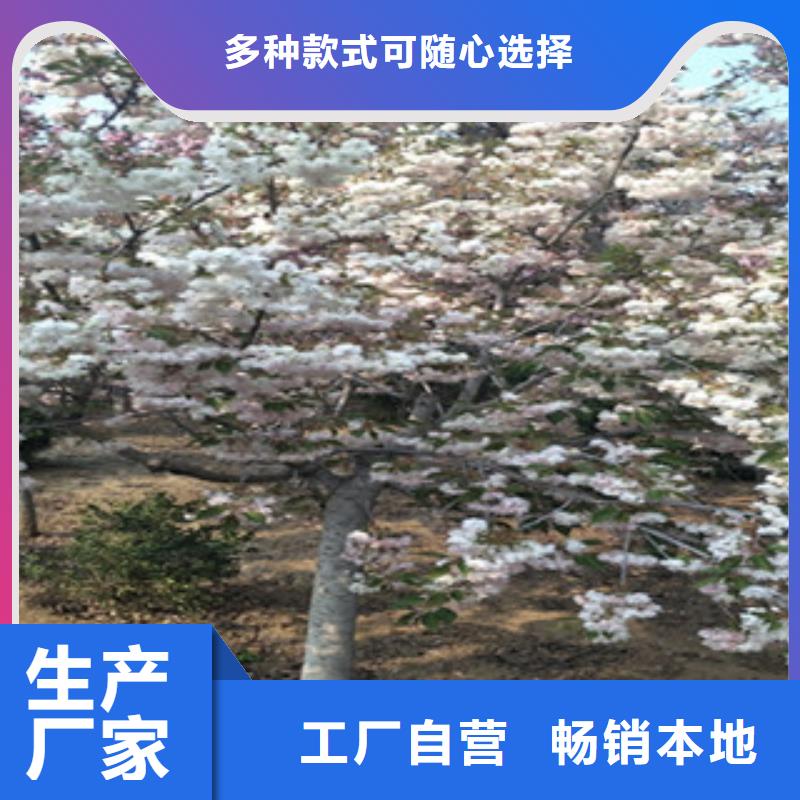【樱花核桃苗樱花苗长果桑树苗敢与同行比质量】