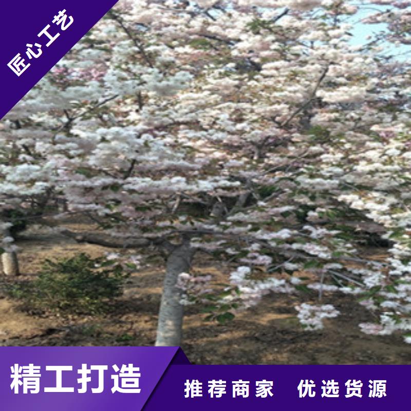 【樱花】樱桃苗好产品价格低
