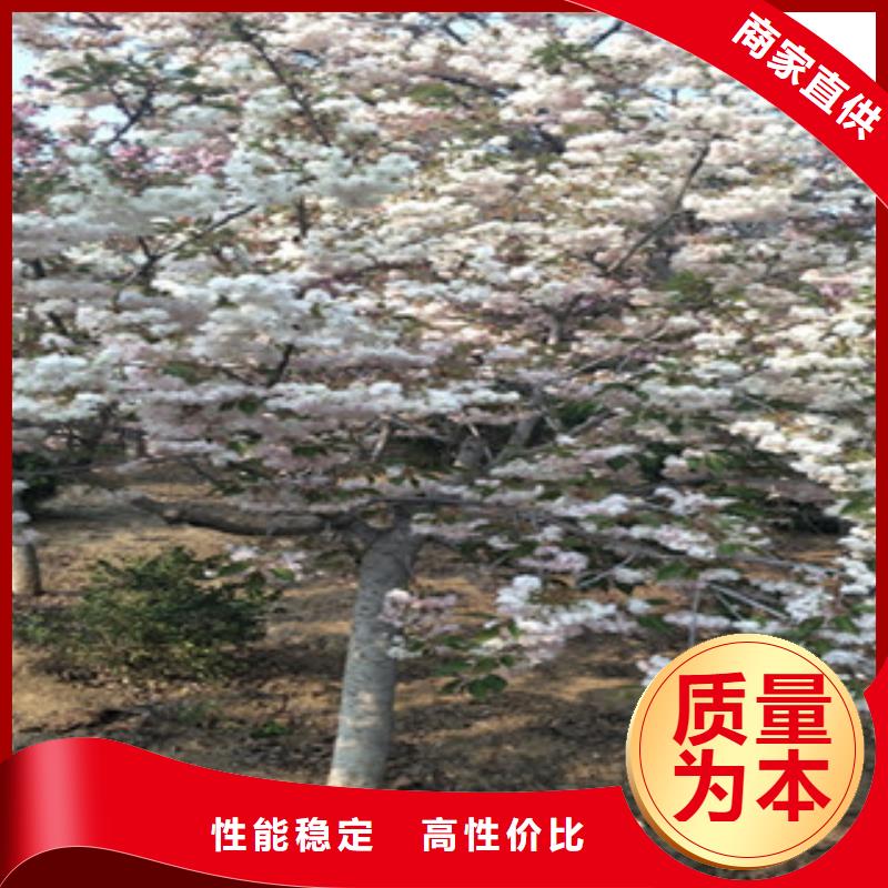 【樱花-树莓苗品质优选】