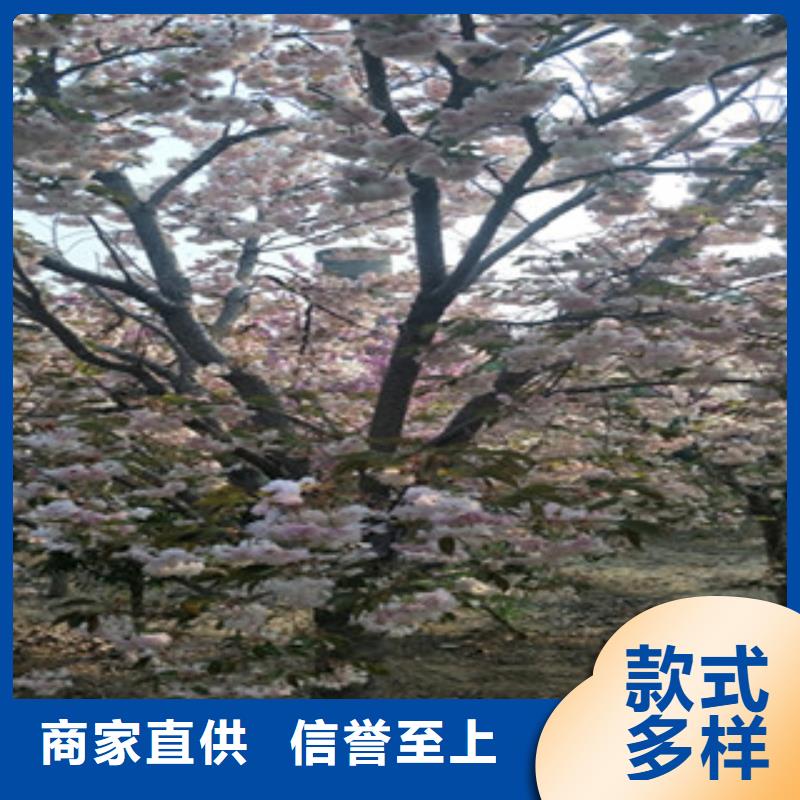 【樱花-树莓苗品质优选】
