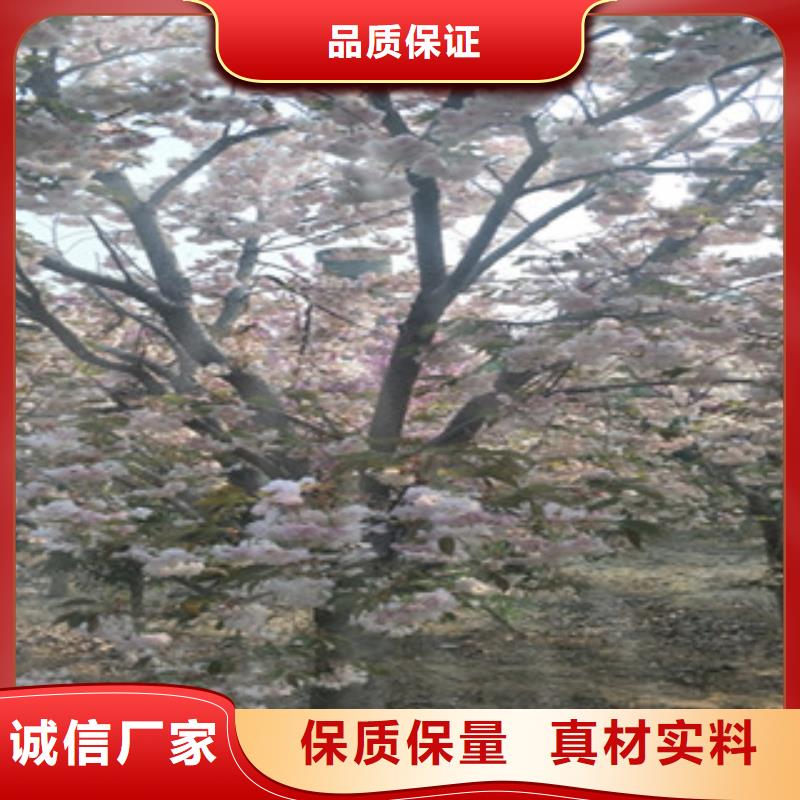【樱花核桃苗樱花苗长果桑树苗敢与同行比质量】