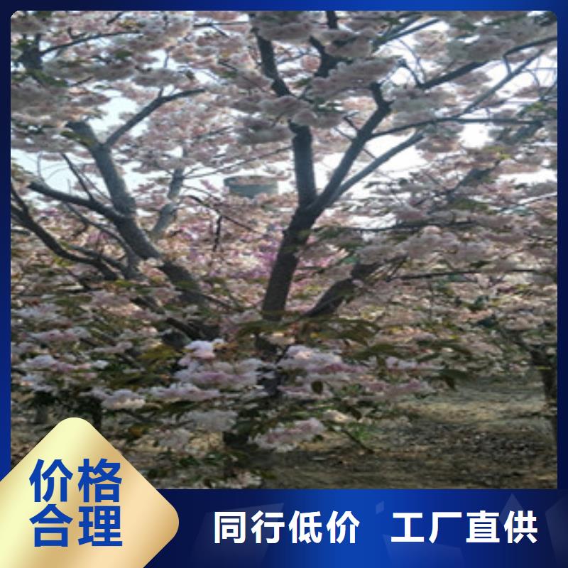 【樱花】,钙果苗厂家现货供应
