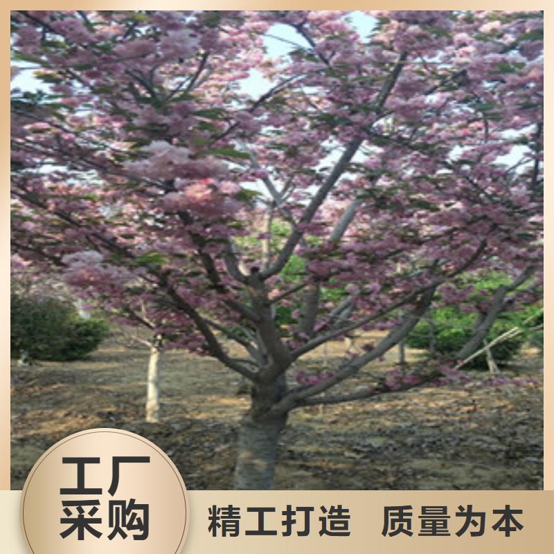 【樱花】,钙果苗厂家现货供应