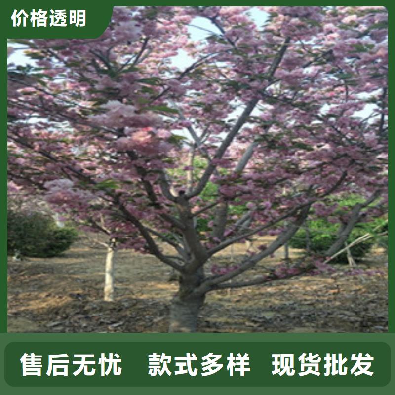 【樱花】樱桃苗好产品价格低