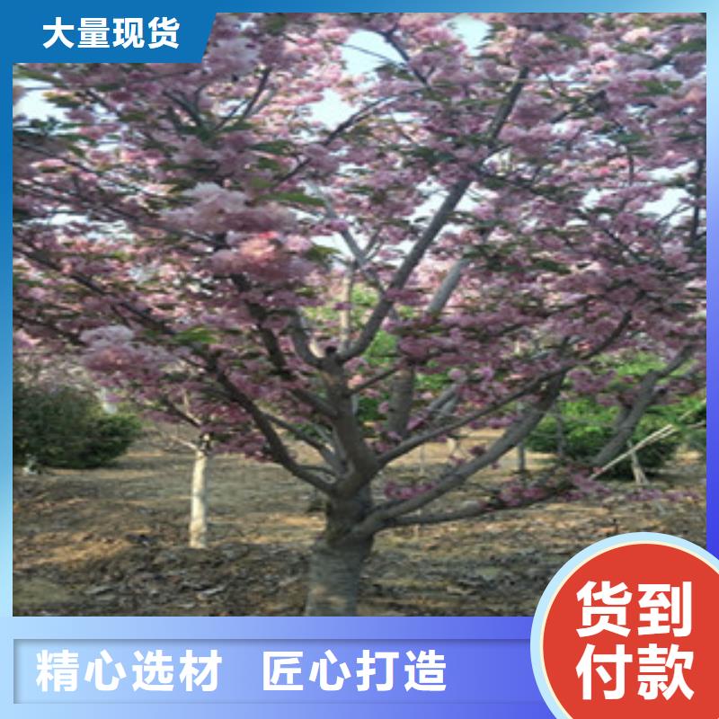 【樱花-树莓苗品质优选】
