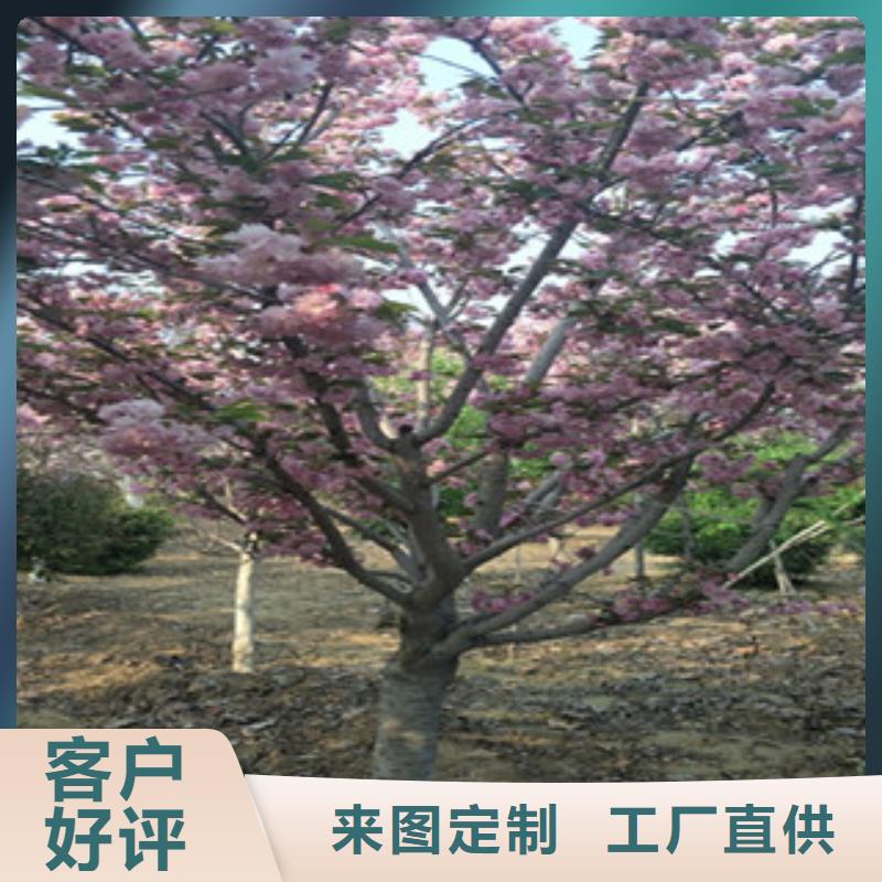 【樱花核桃苗樱花苗长果桑树苗敢与同行比质量】