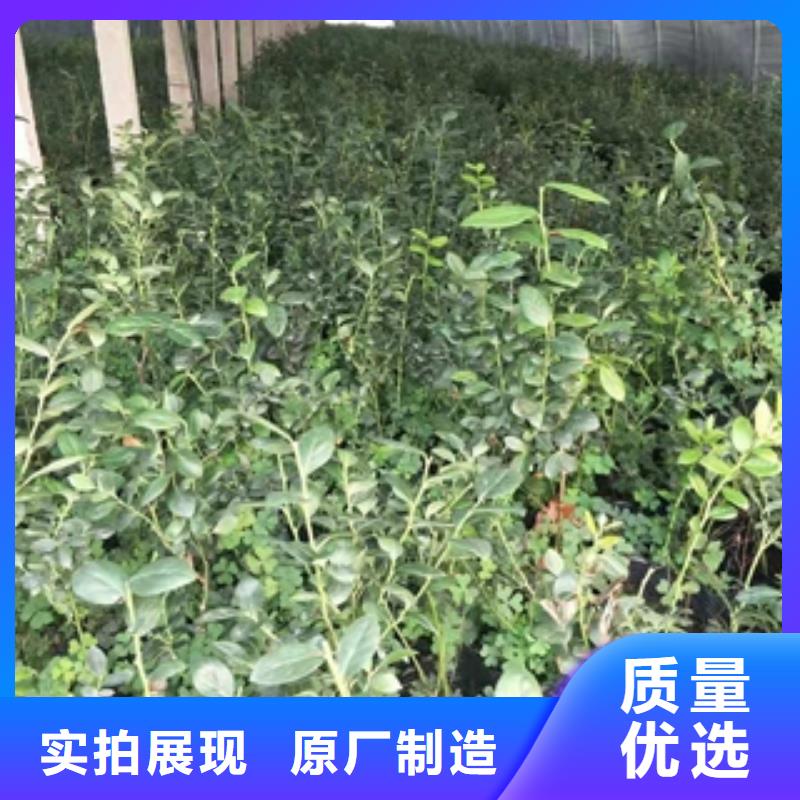 蓝莓苗碧桃随心所欲定制