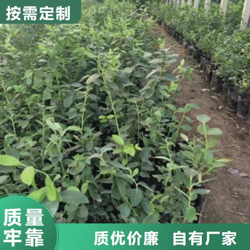 蓝莓苗核桃苗樱花苗长果桑树苗保障