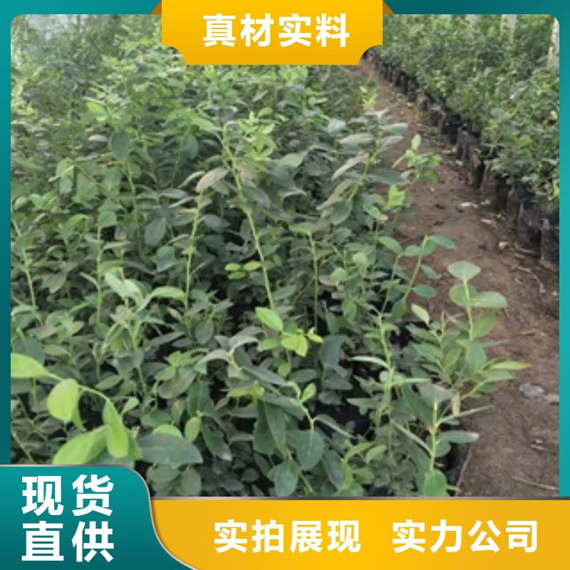蓝莓苗泰山景松造型景松厂家品控严格