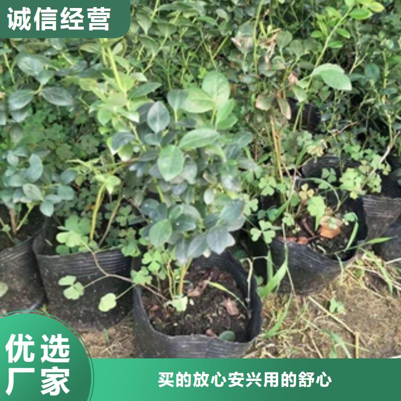 蓝莓苗泰山景松造型景松保障
