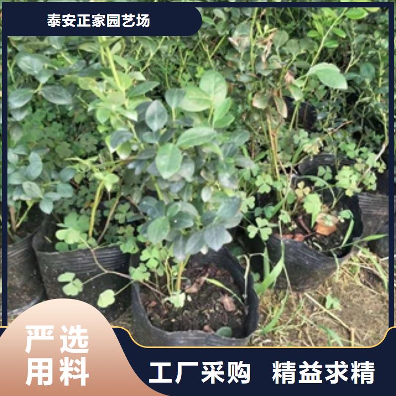 蓝莓苗核桃苗樱花苗长果桑树苗严谨工艺