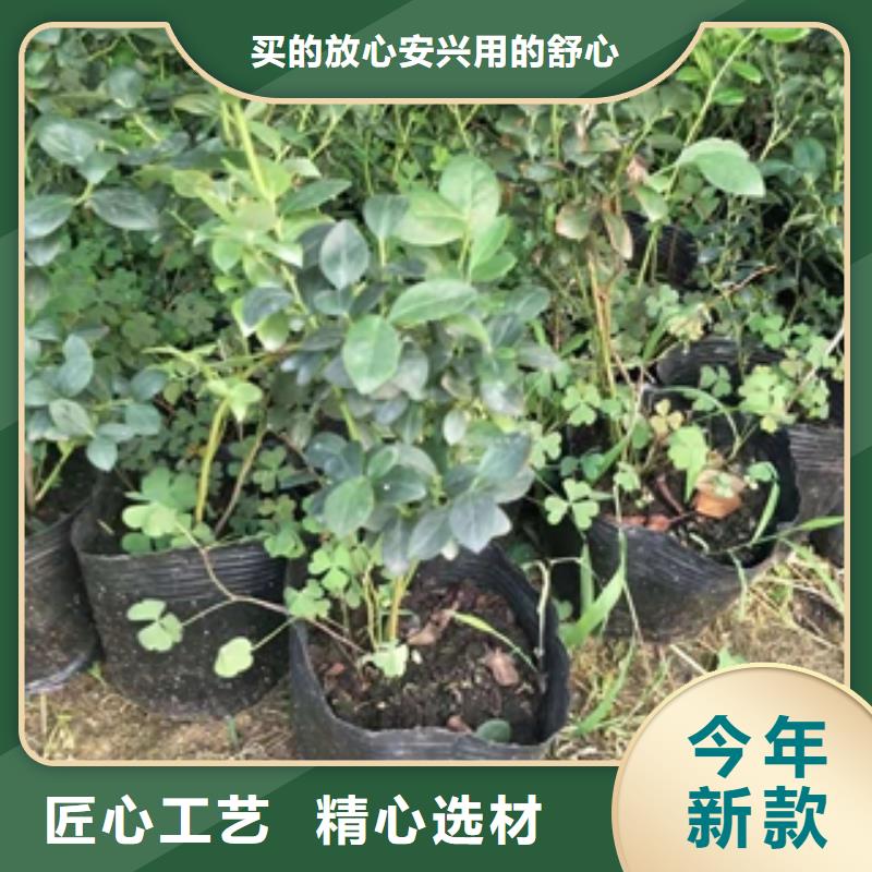 蓝莓苗国槐价格地道