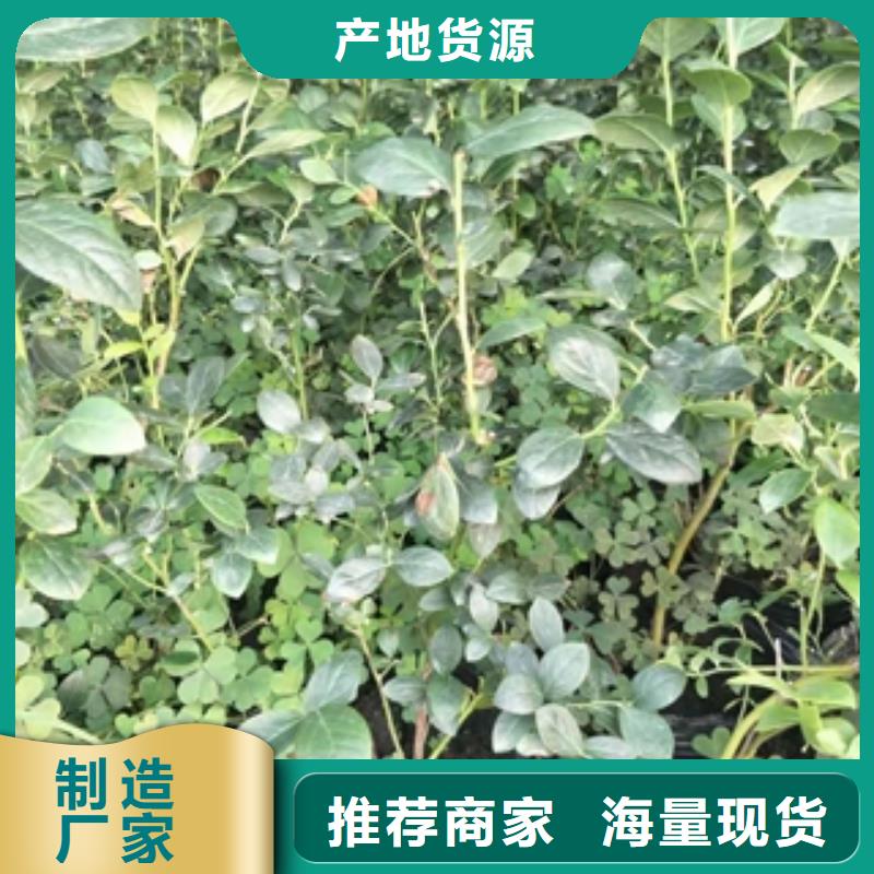 蓝莓苗_碧桃支持拿样