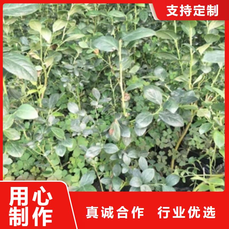 蓝莓苗泰山景松造型景松厂家品控严格