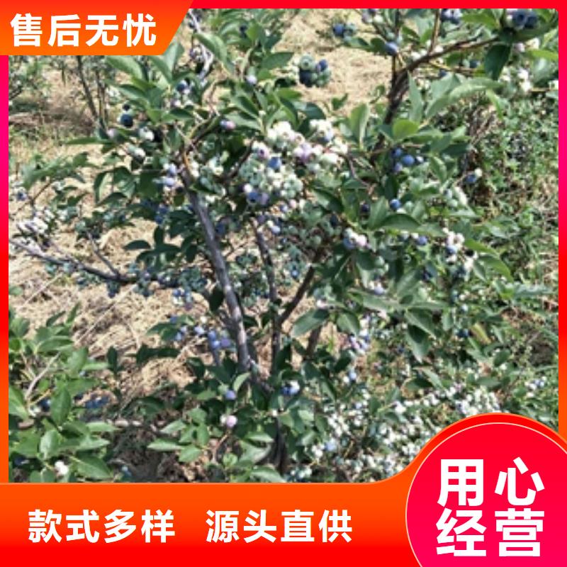 蓝莓苗国槐价格地道