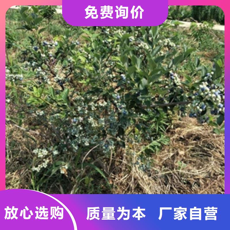 蓝莓苗泰山景松造型景松厂家品控严格