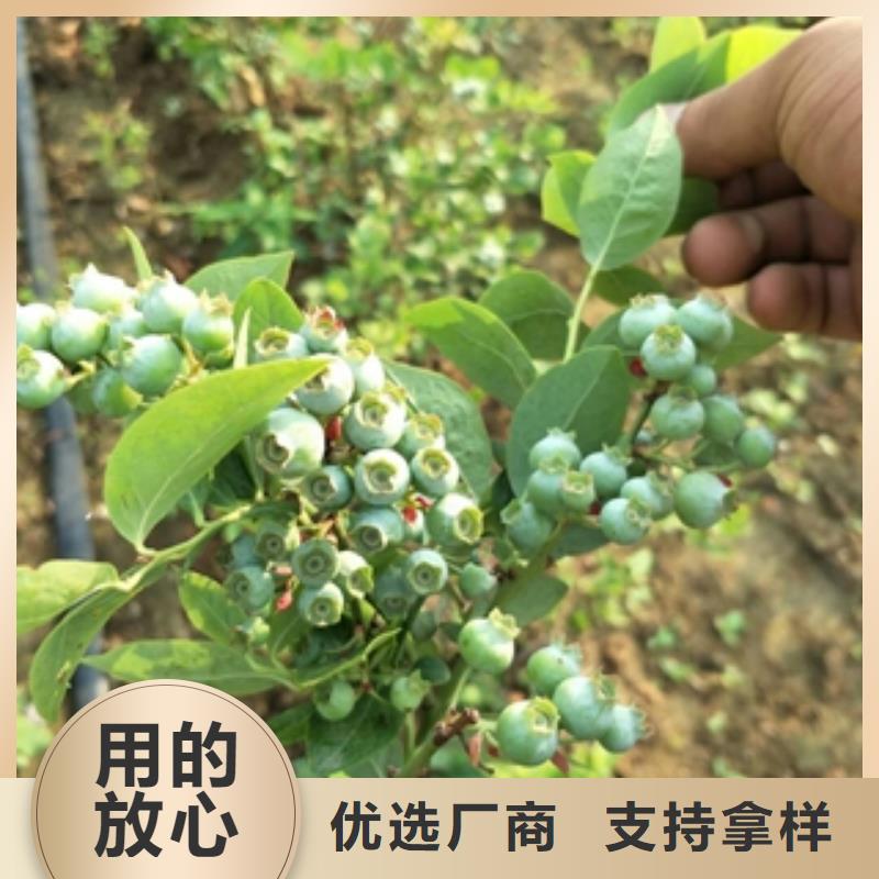 蓝莓苗国槐价格地道
