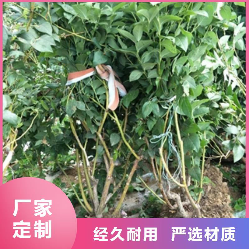 蓝莓苗碧桃随心所欲定制
