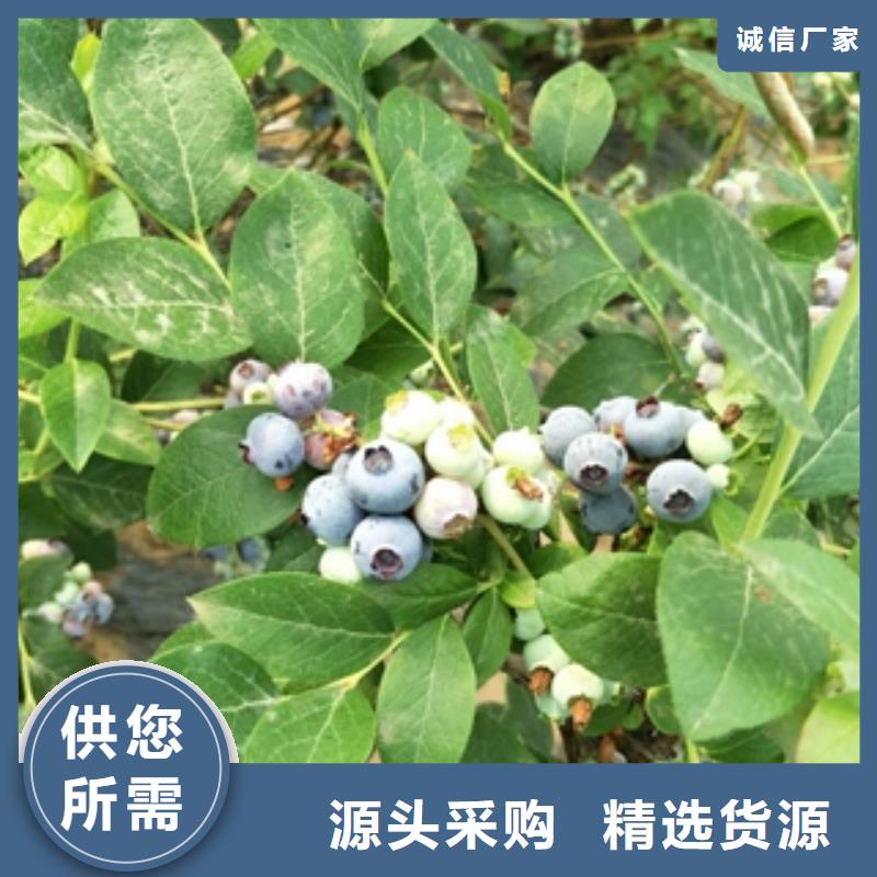 蓝莓苗_碧桃支持拿样