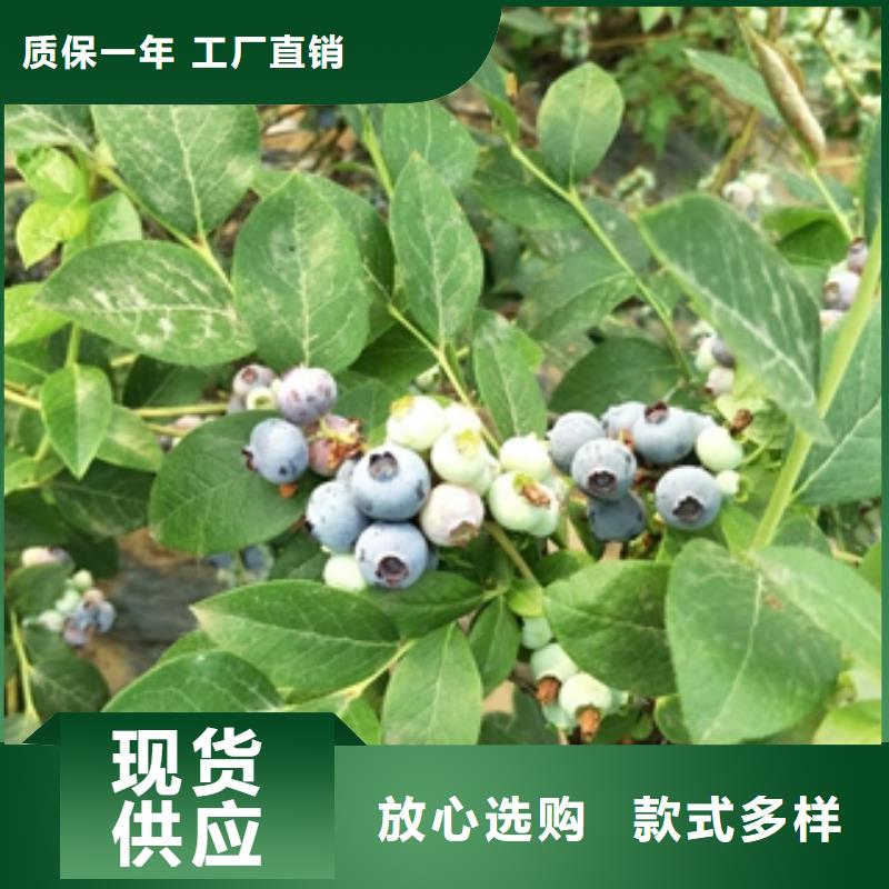 蓝莓苗泰山景松造型景松保障