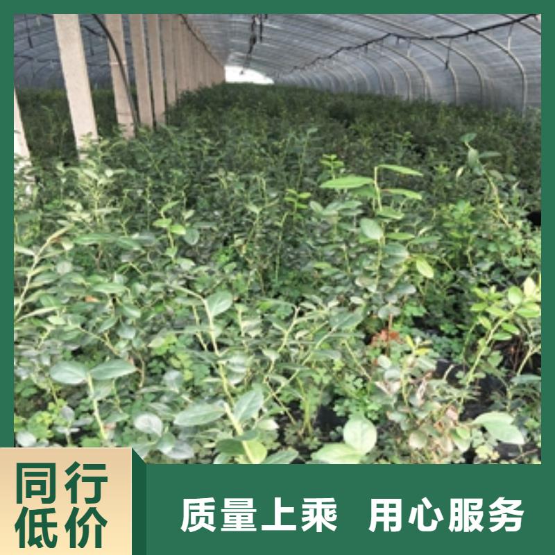 蓝莓苗核桃苗樱花苗长果桑树苗严谨工艺