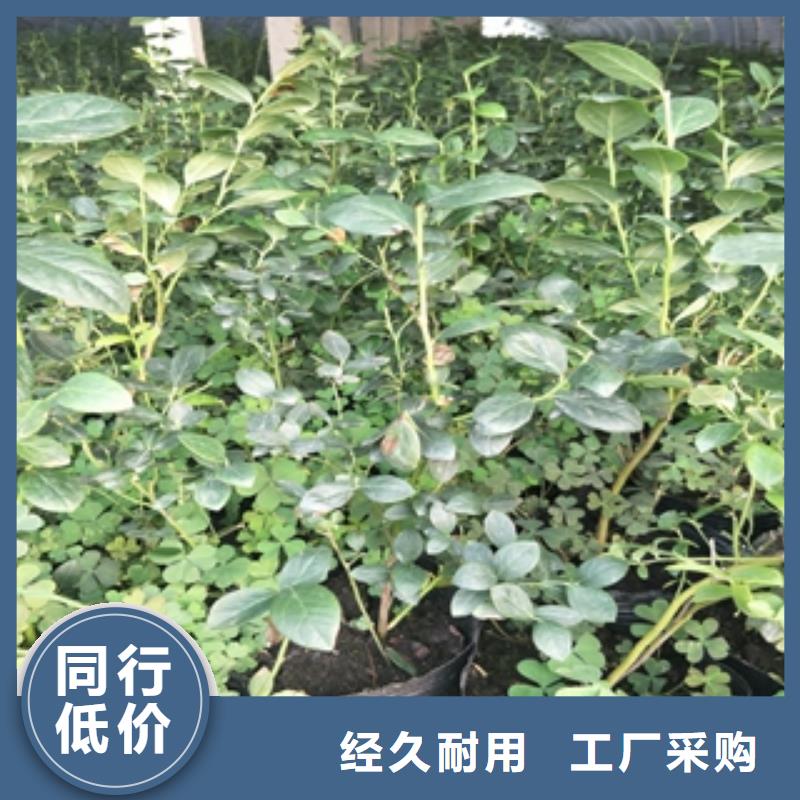 蓝莓苗碧桃随心所欲定制