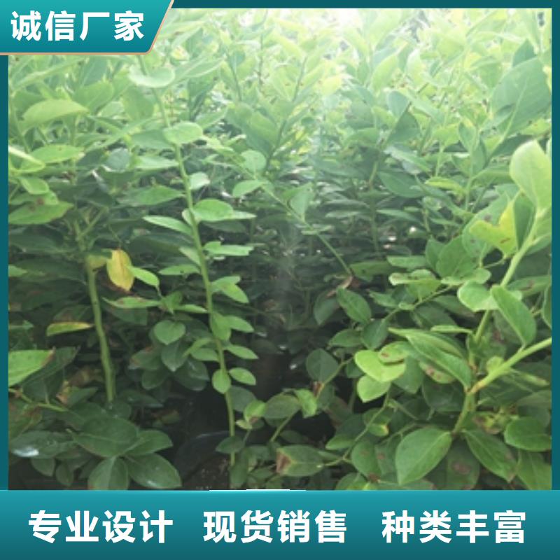 蓝莓苗_碧桃支持拿样