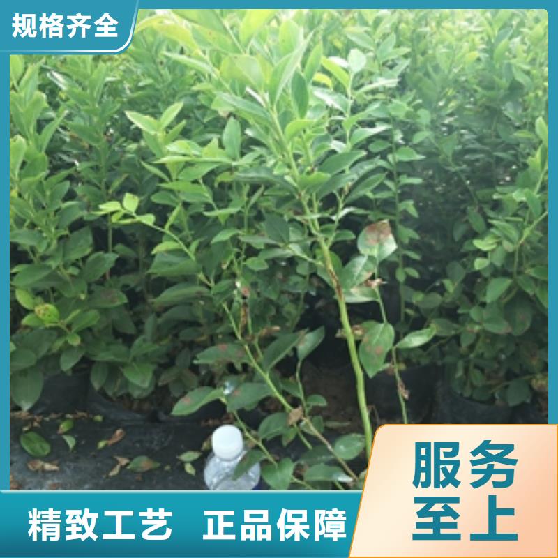 蓝莓苗碧桃随心所欲定制