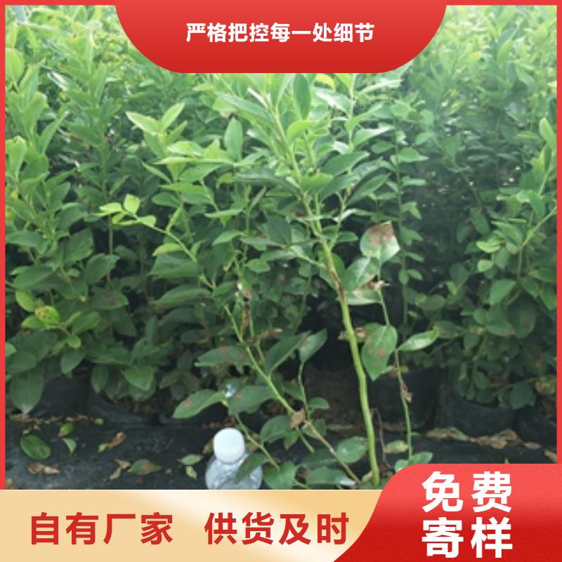 蓝莓苗国槐价格地道