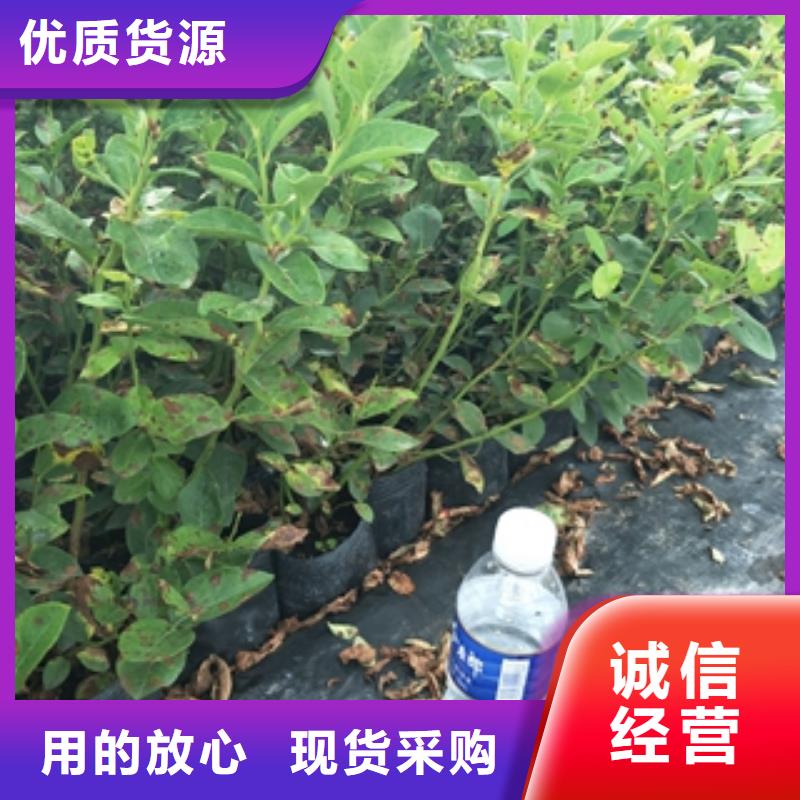 蓝莓苗核桃苗樱花苗长果桑树苗严谨工艺