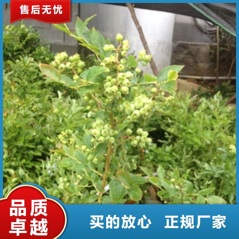 蓝莓苗泰山景松造型景松厂家品控严格