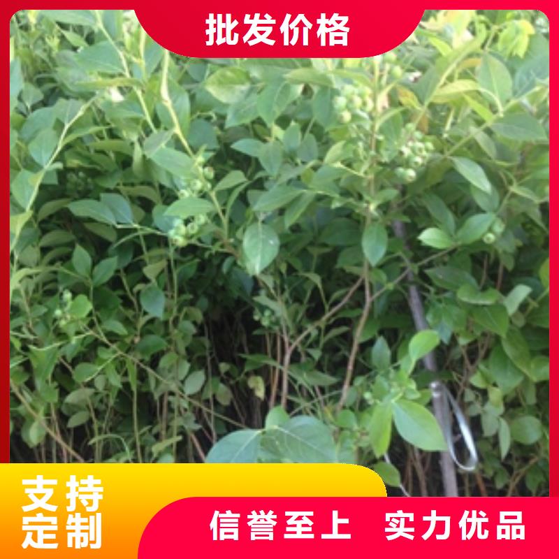 蓝莓苗核桃苗樱花苗长果桑树苗保障