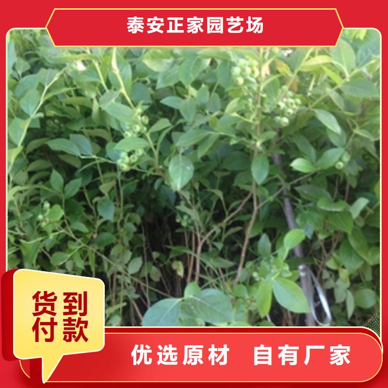 蓝莓苗泰山景松造型景松厂家品控严格